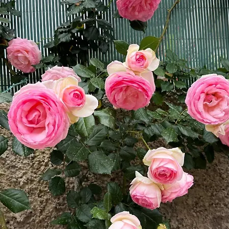 Bed and Breakfast Il Cigno 4*