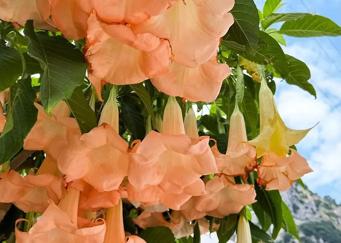 Bed & Breakfast Il Cigno 4*