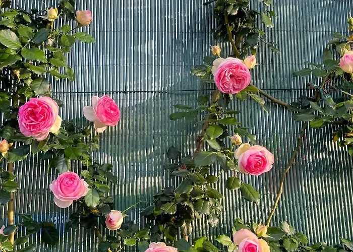 Bed & Breakfast Il Cigno 4*