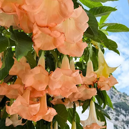 Bed & Breakfast Il Cigno *
