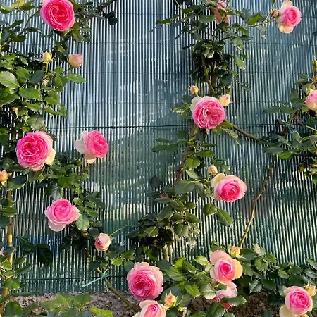 Bed & Breakfast Il Cigno 4*